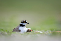 Little Ring Plover / Sieweczka rzeczna