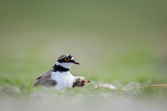 Little Ring Plover / Sieweczka rzeczna