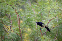 Great-tailed Grackle