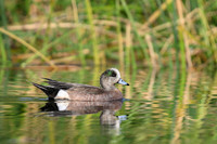American Wigeon