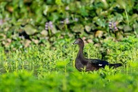 Muscovy duck