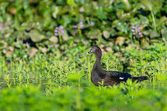 Muscovy duck
