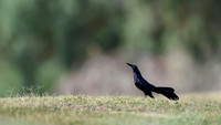 Great-tailed Grackle