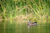 American Wigeon