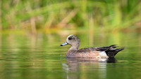 American Wigeon