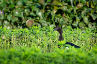 Muscovy duck