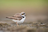 Little Ring Plover / Sieweczka rzeczna