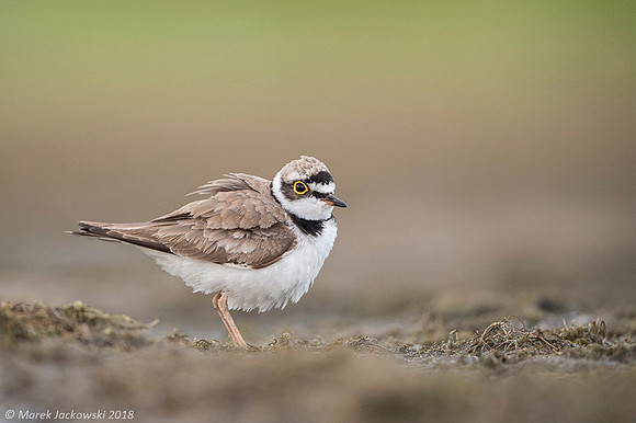 Little Ring Plover / Sieweczka rzeczna