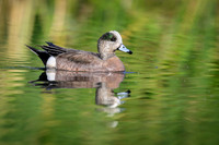 American Wigeon