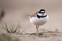 Little Ring Plover / Sieweczka rzeczna