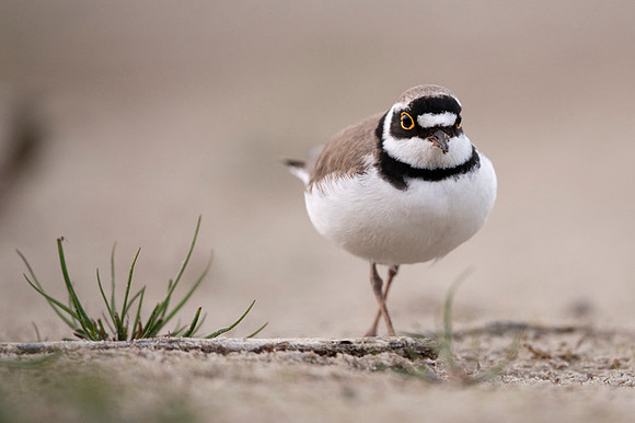 Little Ring Plover / Sieweczka rzeczna
