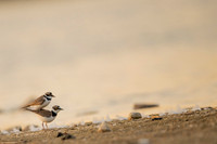 Little Ring Plover / Sieweczka rzeczna