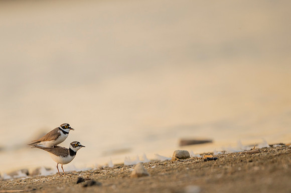 Little Ring Plover / Sieweczka rzeczna