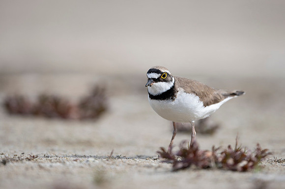Little Ring Plover / Sieweczka rzeczna
