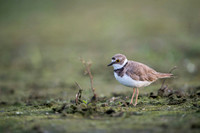 Little Ring Plover / Sieweczka rzeczna