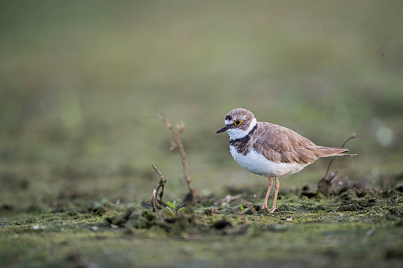 Little Ring Plover / Sieweczka rzeczna