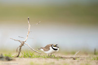 Little Ring Plover / Sieweczka rzeczna