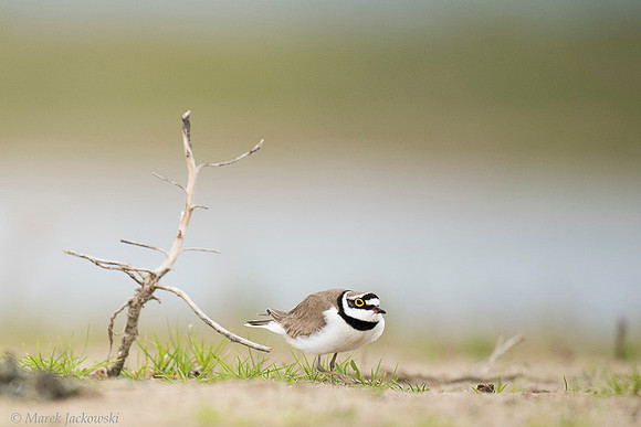 Little Ring Plover / Sieweczka rzeczna