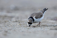 Little Ring Plover / Sieweczka rzeczna