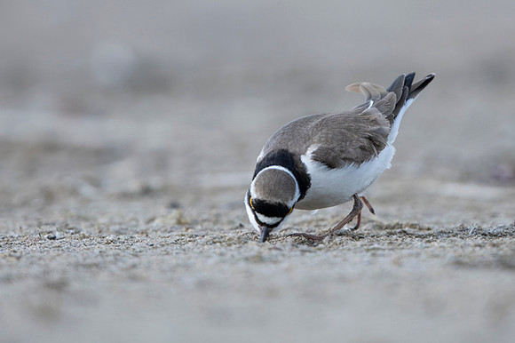 Little Ring Plover / Sieweczka rzeczna