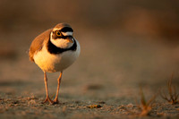 Little Ring Plover / Sieweczka rzeczna
