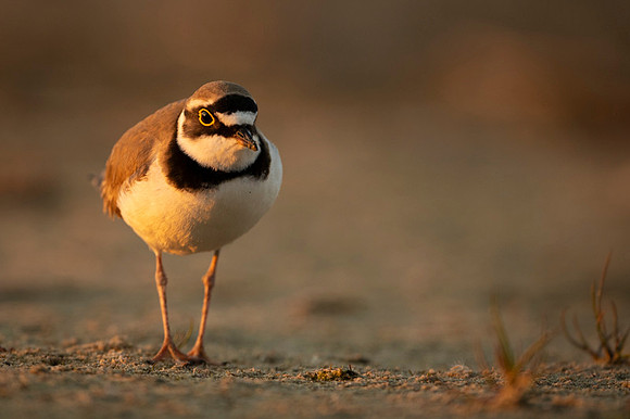 Little Ring Plover / Sieweczka rzeczna