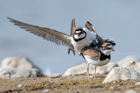 Little Ring Plover / Sieweczka rzeczna