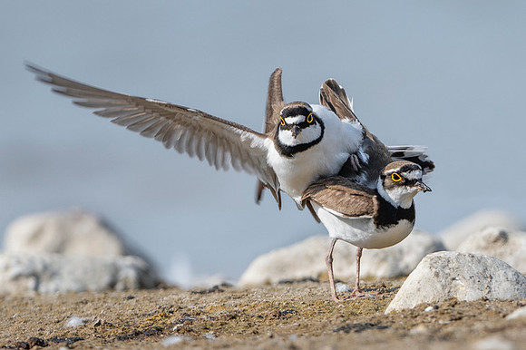 Little Ring Plover / Sieweczka rzeczna