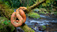 Rainforest Hognosed Pitviper