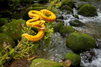 Eyelash Pitviper