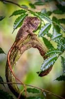 Helmeted basilisk