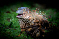 Iguana