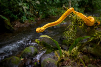 Eyelash Pitviper