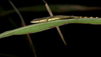 Lizard