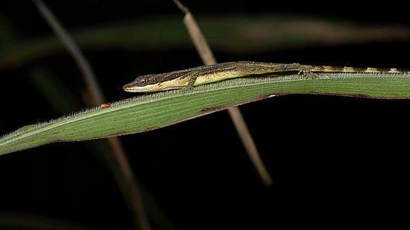 Lizard