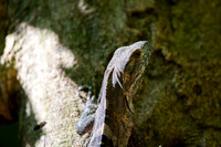 Lizard
