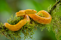 Eyelash Pitviper