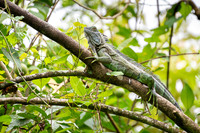 Iguana