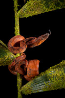 Annulated Tree Boa