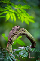 Helmeted basilisk