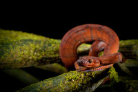 Annulated Tree Boa