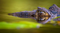 Spectacled Caiman