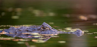 Spectacled Caiman