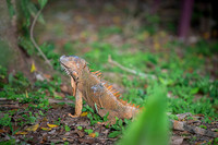 Iguana