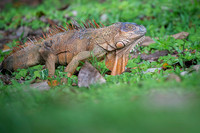 Iguana