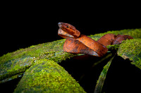 Annulated Tree Boa