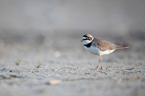Little Ring Plover / Sieweczka rzeczna