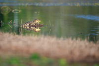 Spectacled Caiman
