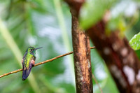 Stripe-tailed Hummingbird