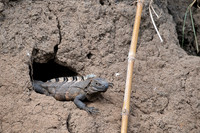 Iguana